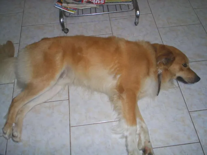 Cachorro ra a Golden retriever idade 6 ou mais anos nome Bobi