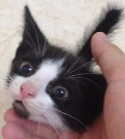 Gato ra a vira lata idade Abaixo de 2 meses nome indefinido
