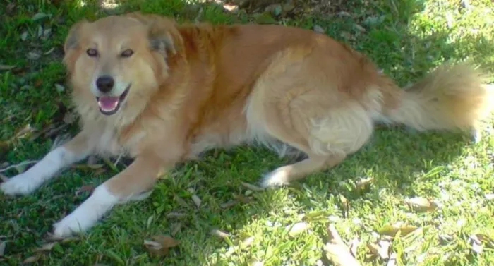 Cachorro ra a Golden retriever idade 6 ou mais anos nome Bobi