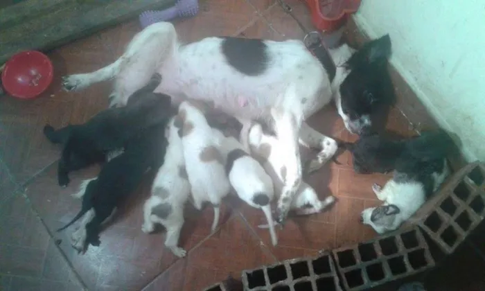 Cachorro ra a vira lata idade Abaixo de 2 meses nome varios