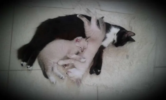 Gato raça Mestiça  idade 1 ano nome Sapatinho