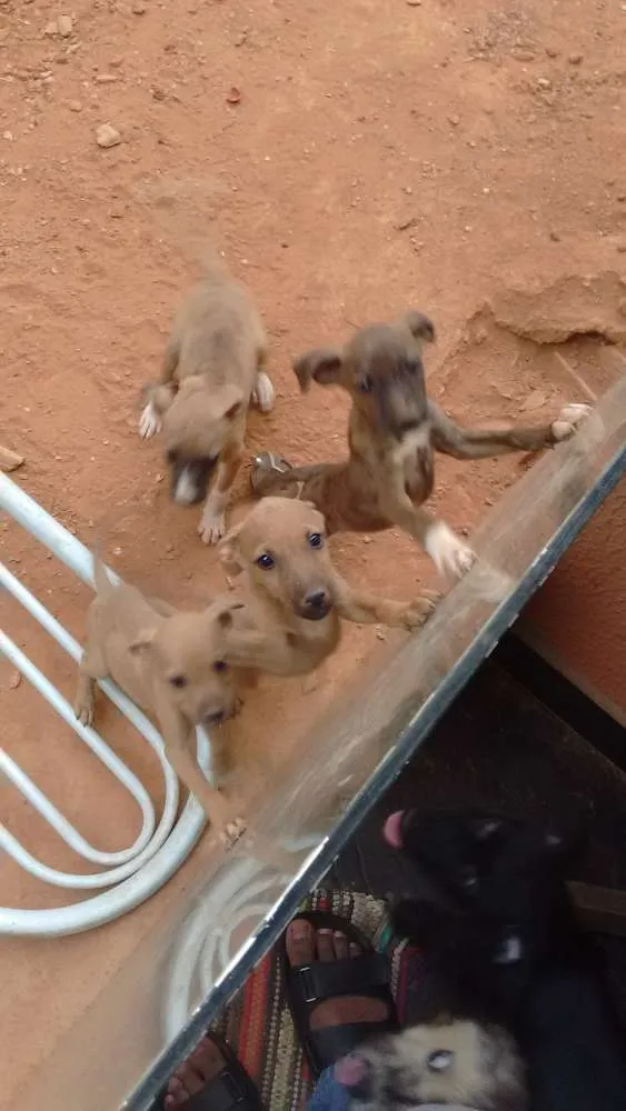 Cachorro ra a nao informado idade  nome encontrados