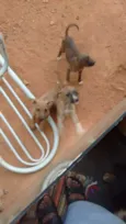 encontrados