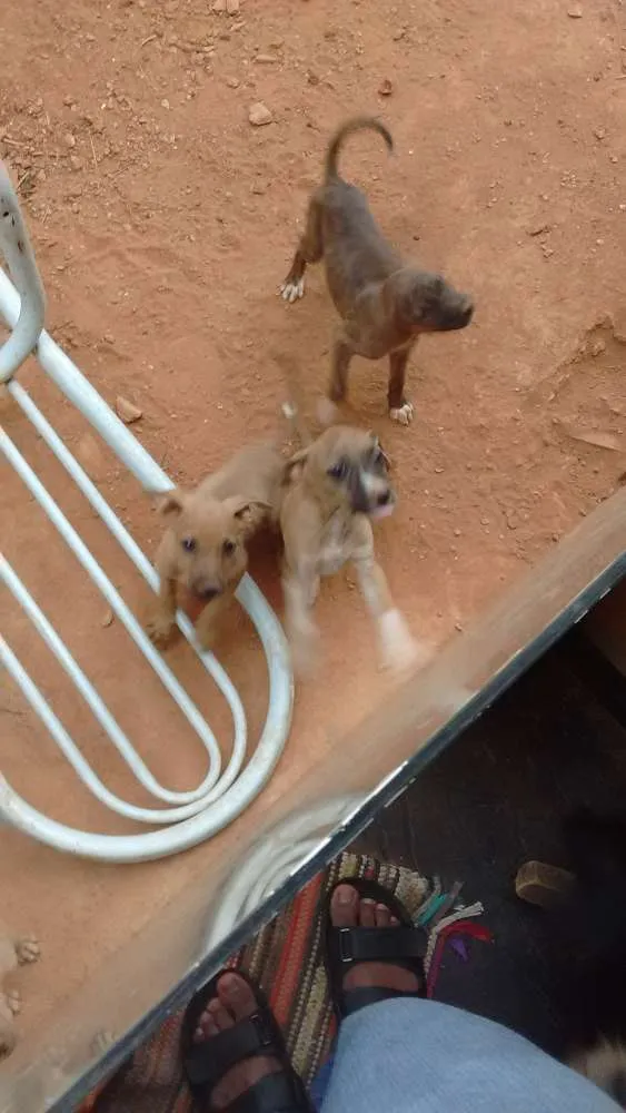 Cachorro ra a nao informado idade  nome encontrados