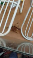 encontrados
