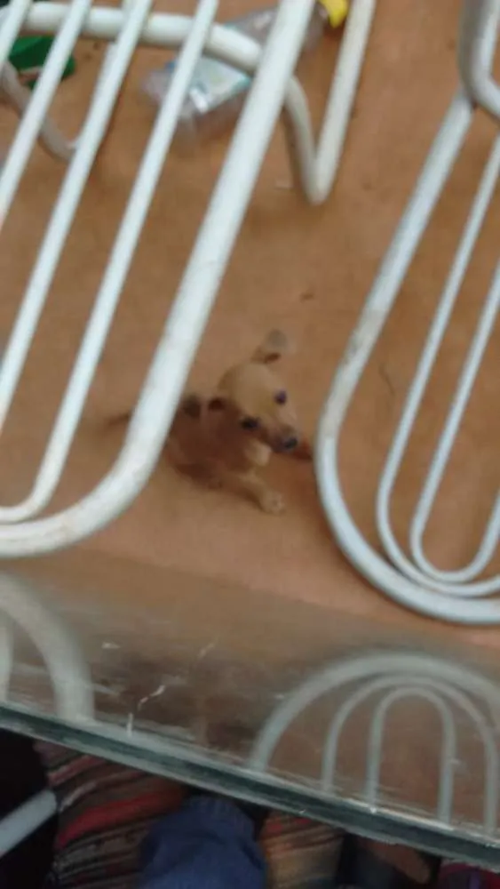 Cachorro ra a nao informado idade  nome encontrados