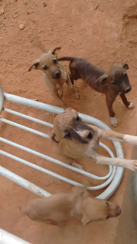 Cachorro ra a nao informado idade  nome encontrados
