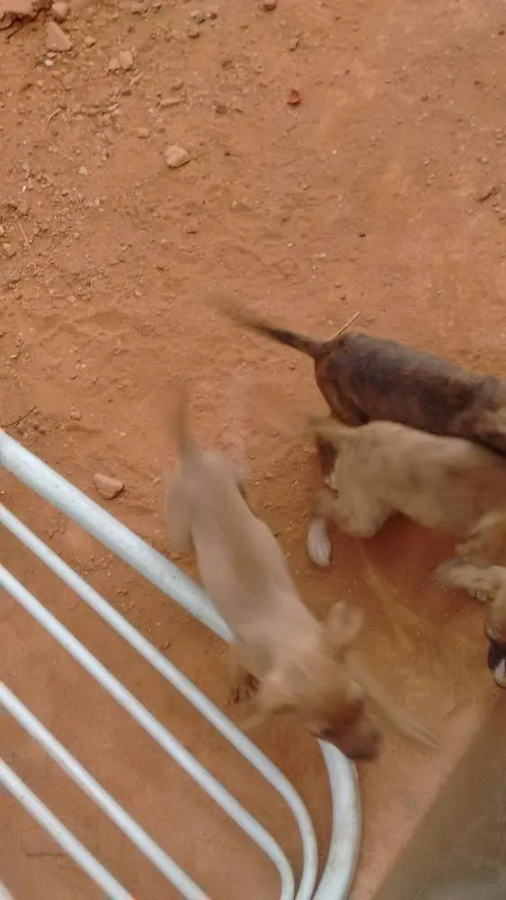 Cachorro ra a nao informado idade  nome encontrados