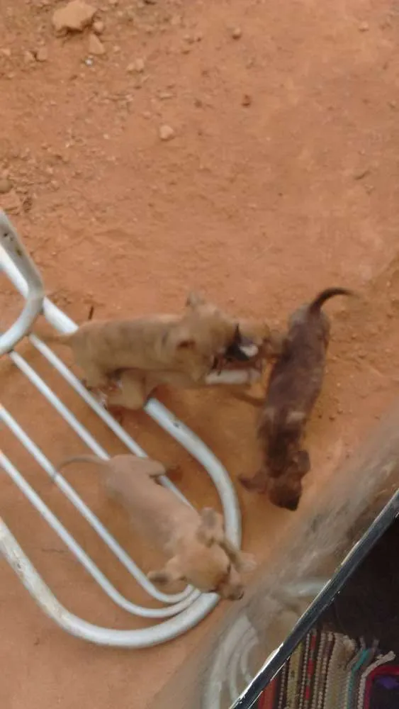 Cachorro ra a nao informado idade  nome encontrados