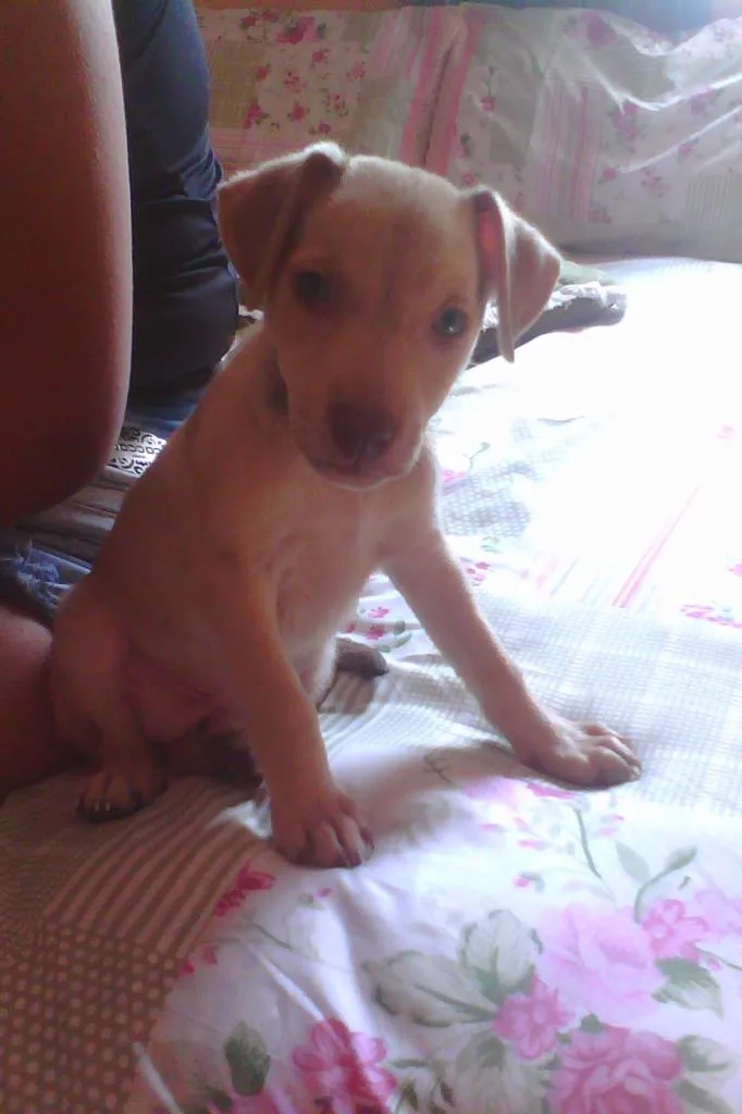 Cachorro ra a mestiço idade 2 a 6 meses nome Toby