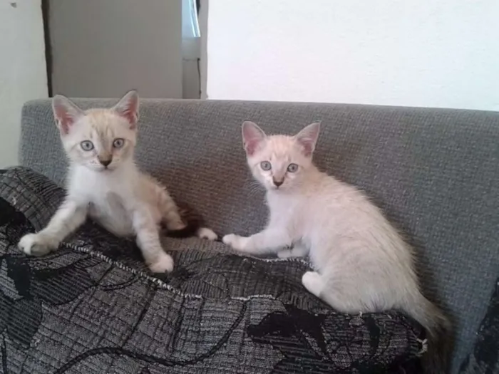 Gato raça Siameses brancos mestiços  idade 2 a 6 meses nome Sem nome ainda