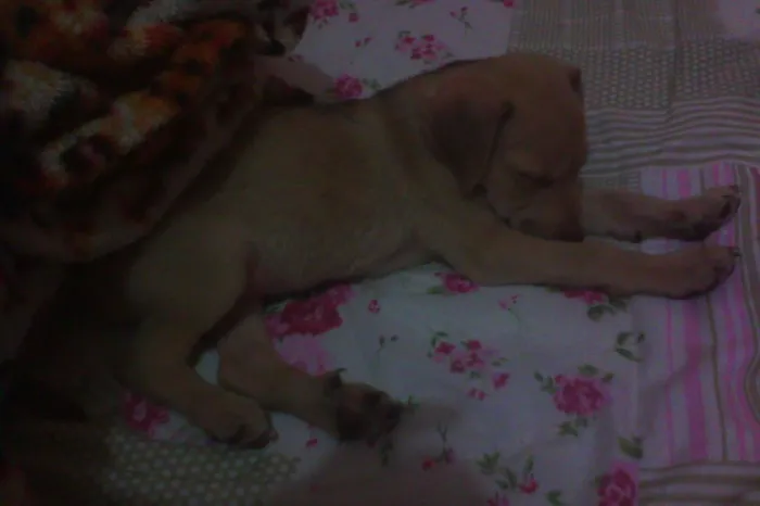 Cachorro ra a mestiço idade 2 a 6 meses nome Toby