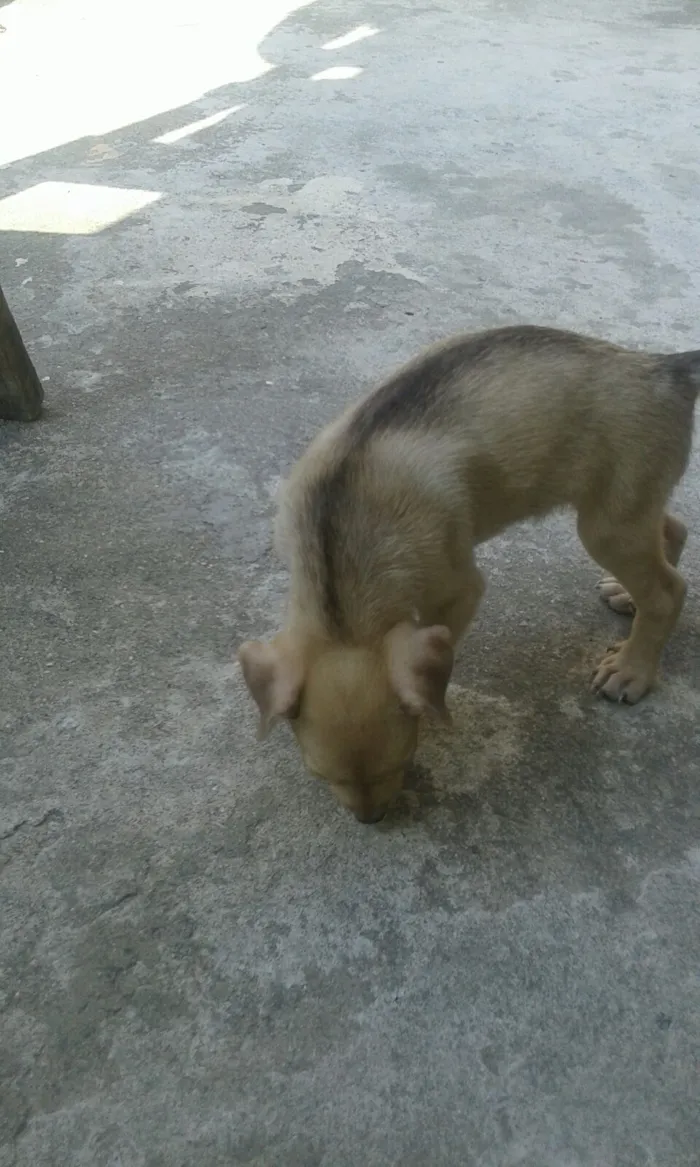 Cachorro ra a mestiço idade 2 a 6 meses nome Toby