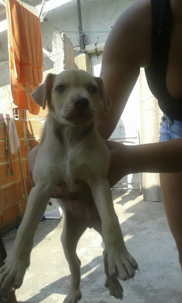 Cachorro ra a mestiço idade 2 a 6 meses nome Toby