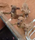 encontrados