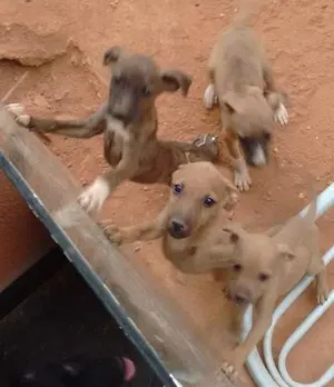 Cachorro raça nao informado idade  nome encontrados