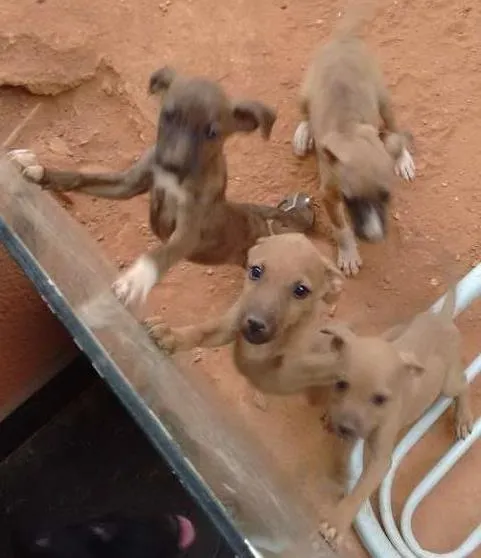 Cachorro ra a nao informado idade  nome encontrados