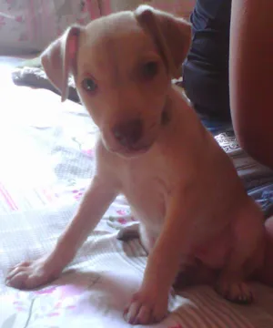 Cachorro raça mestiço idade 2 a 6 meses nome Toby