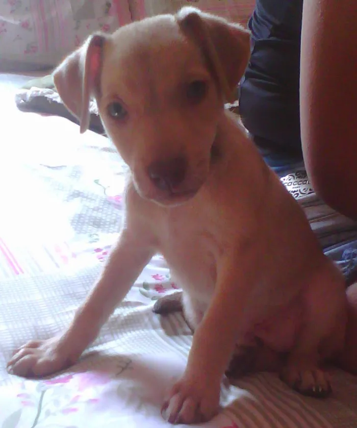 Cachorro ra a mestiço idade 2 a 6 meses nome Toby