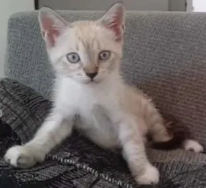 Gato raça Siameses brancos mestiços  idade 2 a 6 meses nome Sem nome ainda