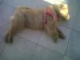 bily