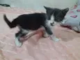 Adote
