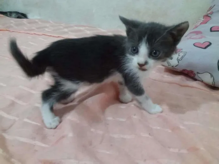Gato raça SRD idade 2 a 6 meses nome Adote