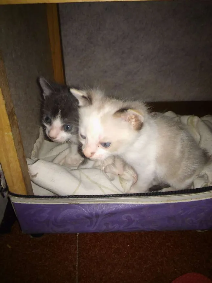 Gato raça SRD idade 2 a 6 meses nome Adote