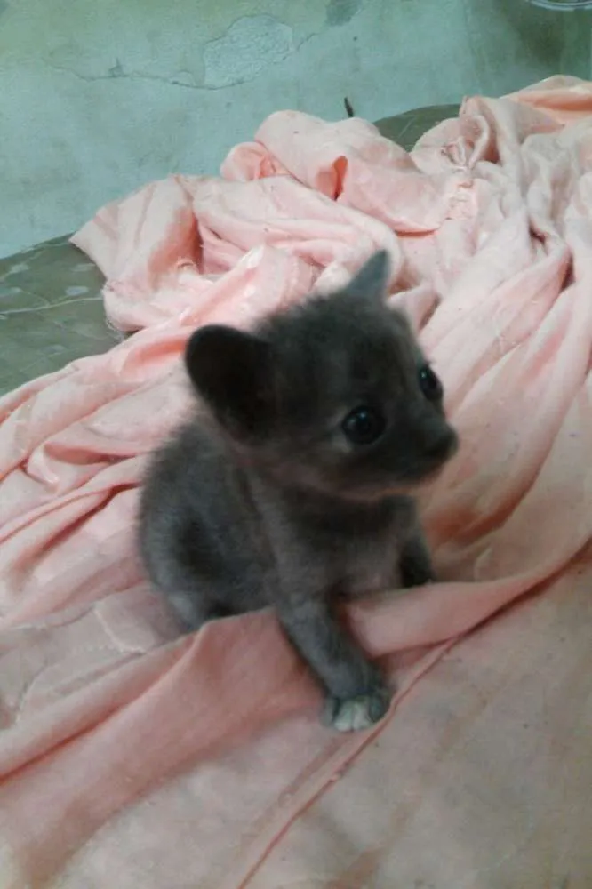 Gato raça SRD idade 2 a 6 meses nome Adote