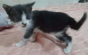 Gato raça SRD idade 2 a 6 meses nome Adote