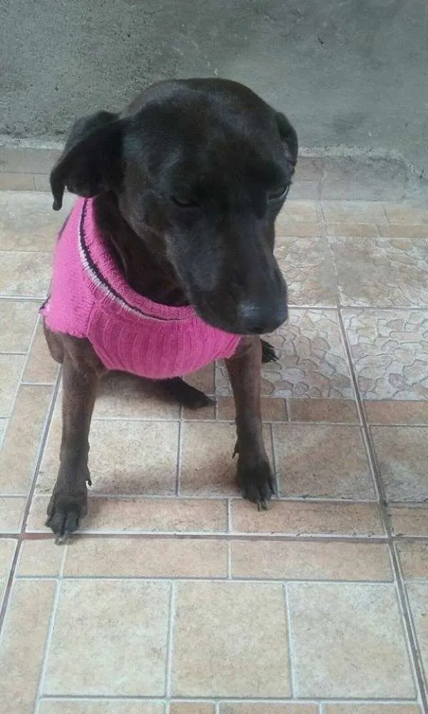 Cachorro ra a srd idade 1 ano nome nene