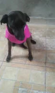 nene