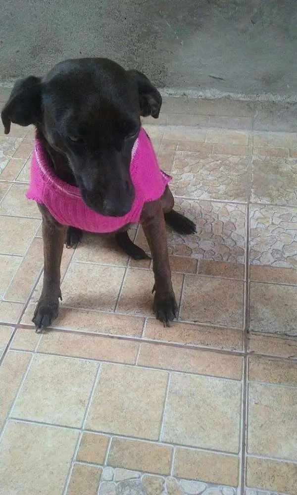Cachorro ra a srd idade 1 ano nome nene
