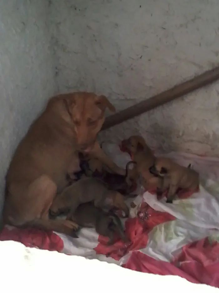Cachorro ra a srd idade Abaixo de 2 meses nome s/n