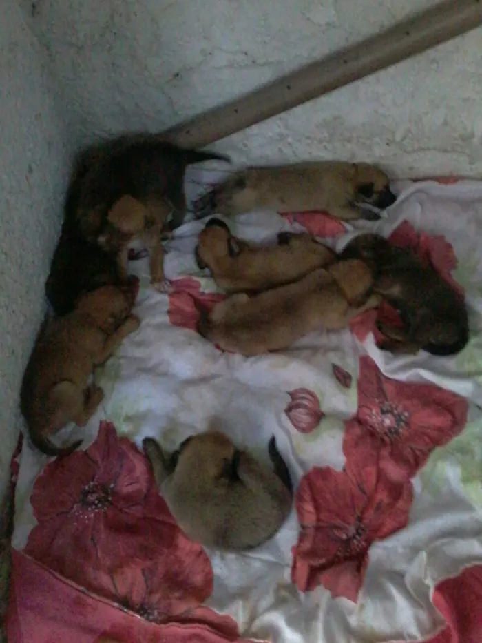 Cachorro ra a srd idade Abaixo de 2 meses nome s/n