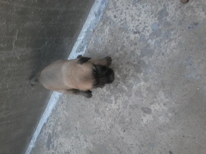 Cachorro ra a srd idade Abaixo de 2 meses nome s/n