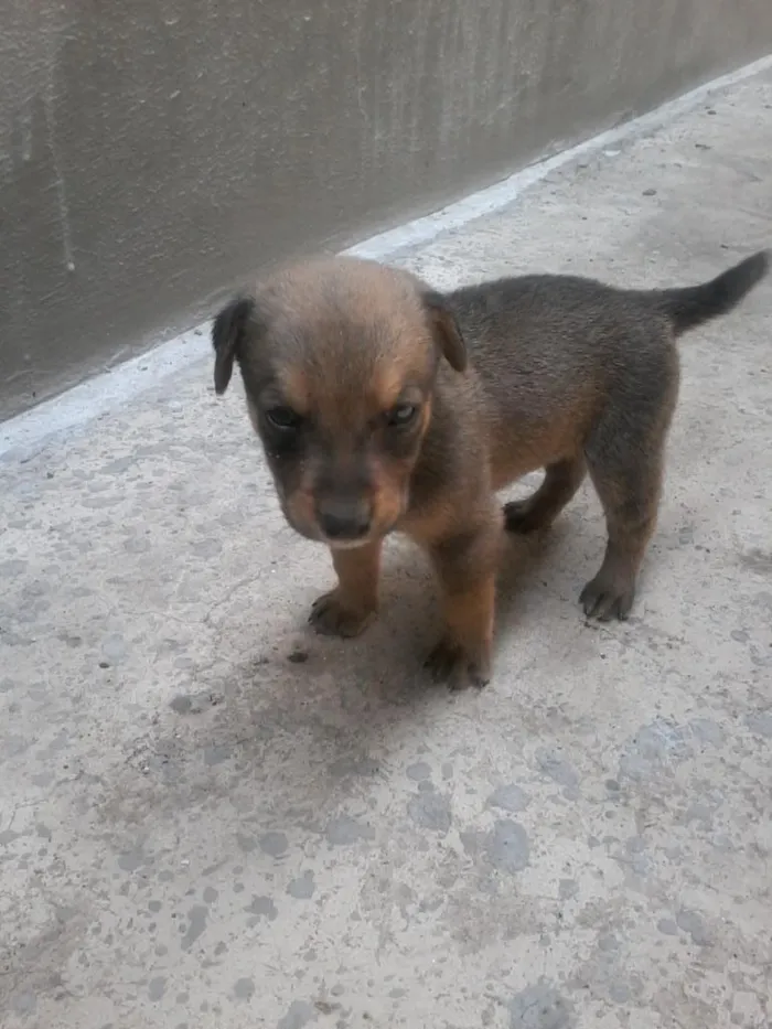 Cachorro ra a srd idade Abaixo de 2 meses nome s/n