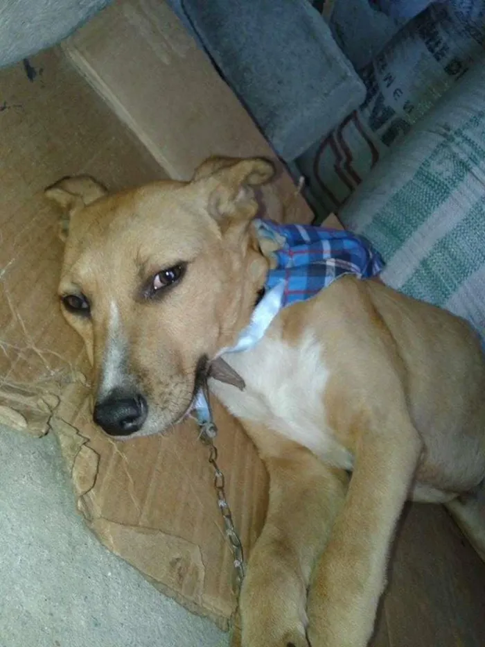 Cachorro ra a SRD idade 2 a 6 meses nome Amarelo
