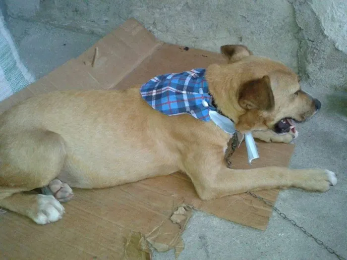 Cachorro ra a SRD idade 2 a 6 meses nome Amarelo