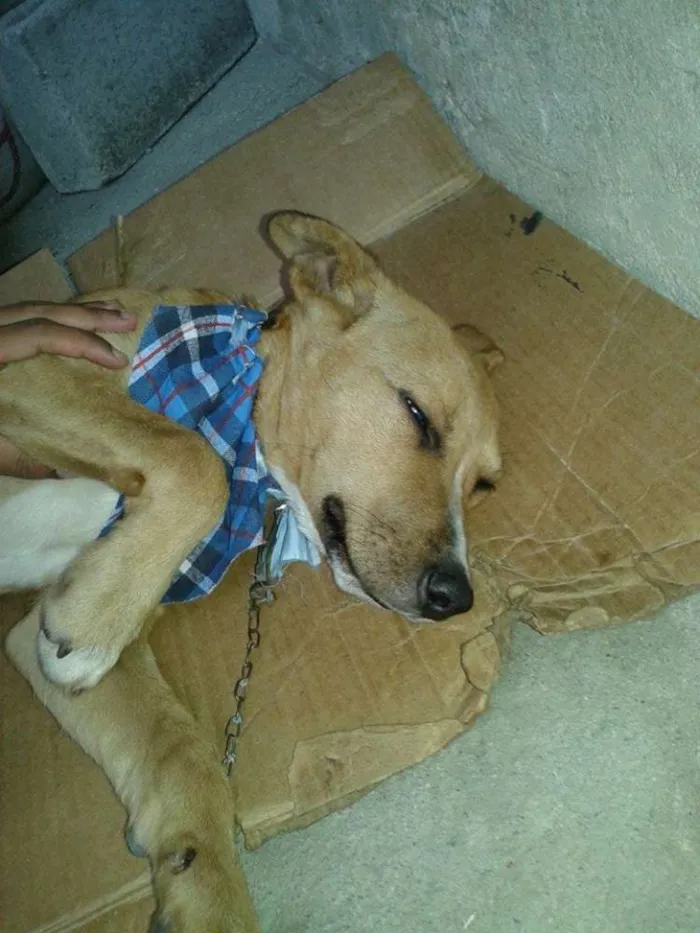 Cachorro ra a SRD idade 2 a 6 meses nome Amarelo