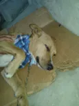 Amarelo