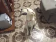 Pipoca