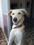 Pipoca