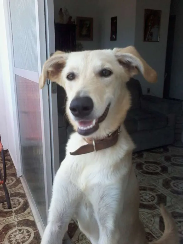 Cachorro ra a SRD idade 7 a 11 meses nome Pipoca