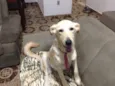 Pipoca