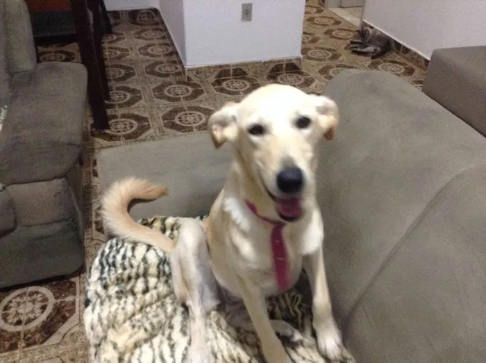 Cachorro ra a SRD idade 7 a 11 meses nome Pipoca
