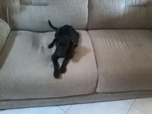 Cachorro raça SRD idade 2 a 6 meses nome Sem nome