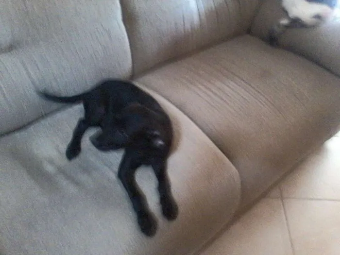 Cachorro ra a SRD idade 2 a 6 meses nome Sem nome