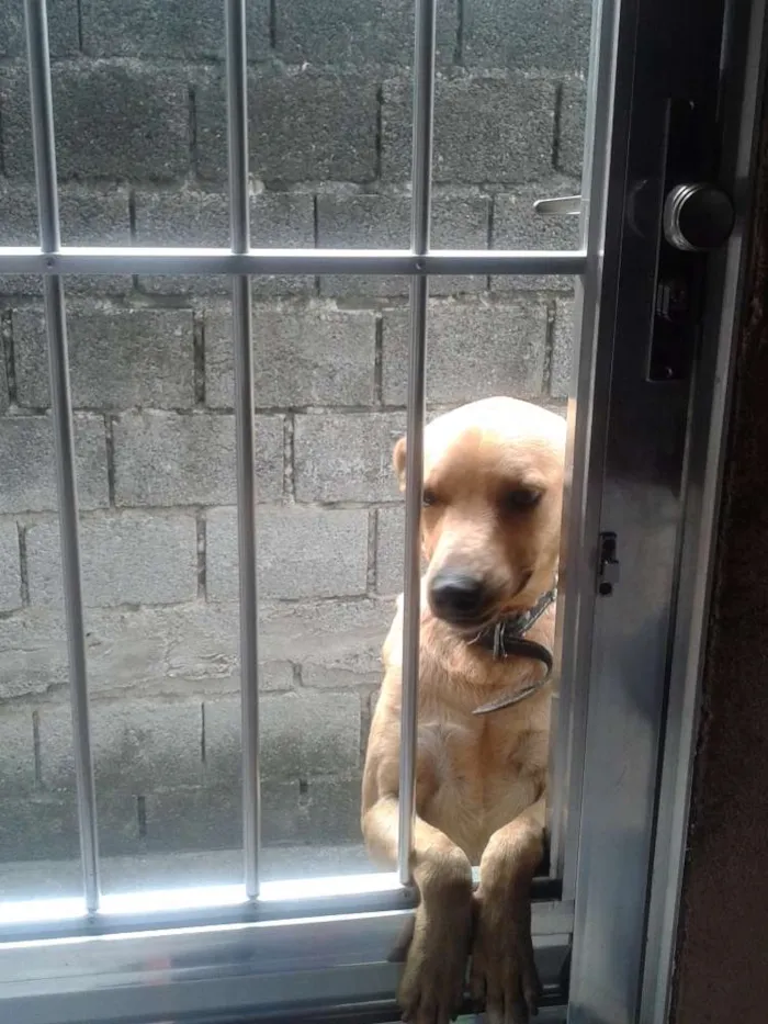 Cachorro ra a Vira-Lata idade 1 ano nome Marley