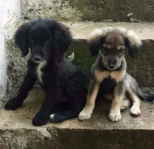 Cachorro raça Vira lata  idade 2 a 6 meses nome Sem nome